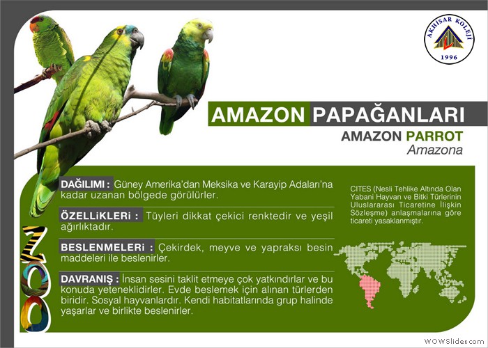 AmazonPapaganlari